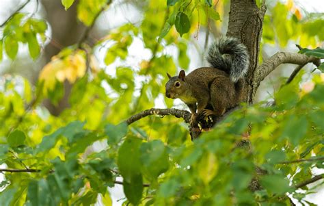 Squirrel Tree Animal - Free photo on Pixabay - Pixabay