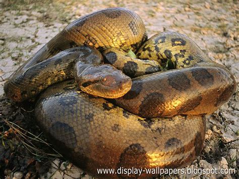 Wallpapers Download: Great Anaconda Snake Wallpapers