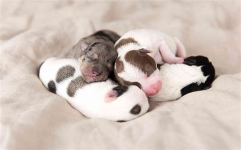 How to Take Care of Newborn Puppies