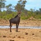 Hwange National Park wildlife location in Zimbabwe, Africa | Wildlife Worldwide