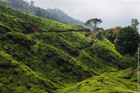 Encore! Life | Landscape, Green landscape, India travel