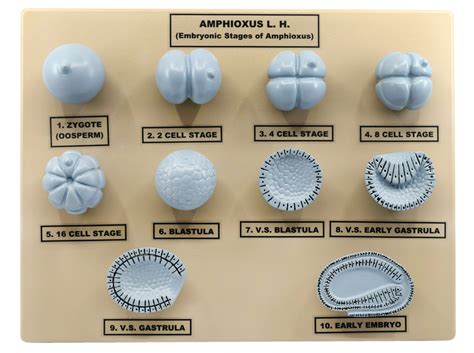 Amphioxus Embryonic Stages Model - Three Dimensional with Hand Painted — Eisco Labs