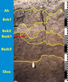 Vertisols – Soil Formation and Soil Processes