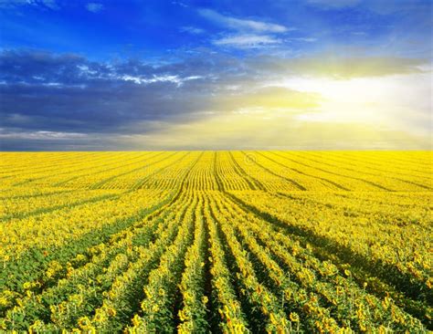 Sunflower field at sunset stock image. Image of detail - 32649861