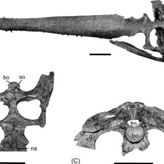 Gryposuchus neogaeus, MLP 26-413: (A) skull in dorsal view; (B) skull... | Download Scientific ...