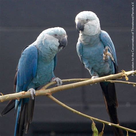 Pin by Isabelle Auffret Frazer on oiseaux | Pet birds parrots, Parrot, Pet birds