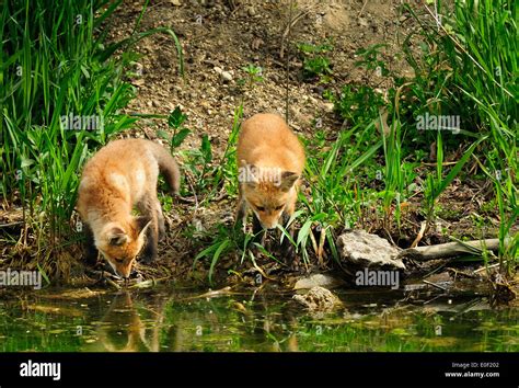 Red fox pups playing hi-res stock photography and images - Alamy