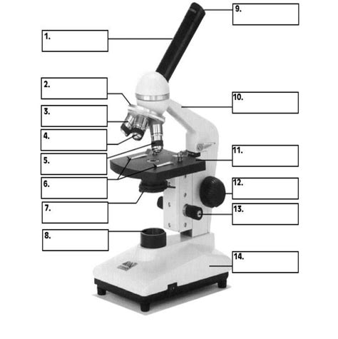 Compound Light Microscope Parts And Functions Quizlet | Shelly Lighting