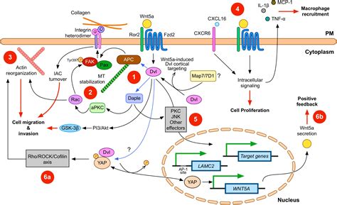 Cancer Signaling Pathways