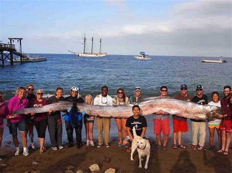 18-Foot Oarfish Caught Off Catalina Island - Business Insider