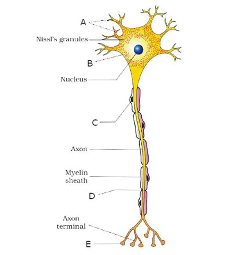 Neuron Structure Diagram