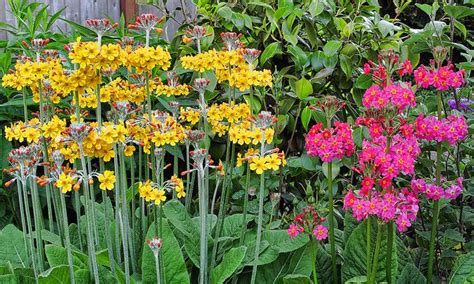 Flowering Bog Garden Plants