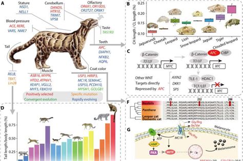 Genomic insights reveal evolutionary history of clouded leopards ...