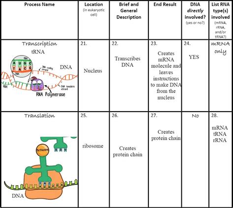 Amoeba Sisters Dna Vs Rna Worksheet