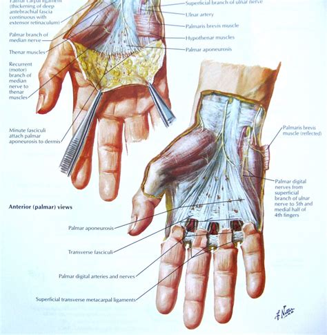 Frank Netter M.D. anatomy paintings | Art | Pinterest | Anatomy, Paintings and Human anatomy