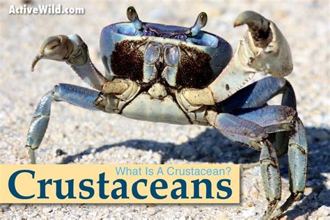 Crustaceans Examples