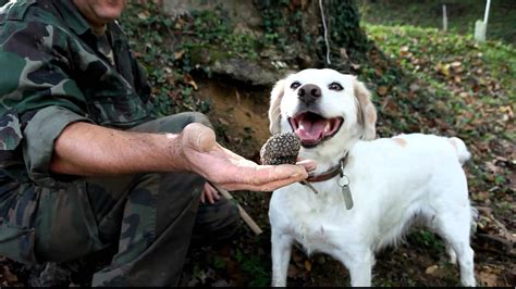 Truffle hunting in Umbria | Home In Italy Magazine