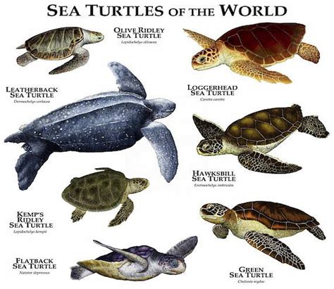 Turtles And Tortoise Breeds | Turtle Times