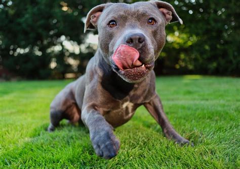 Pitbull: 16 fatos curiosos sobre os cães que de mau, só têm a fama ...