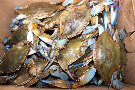 Annapolis Seafood Restaurants: Where Flavor Pairs With Local Catches