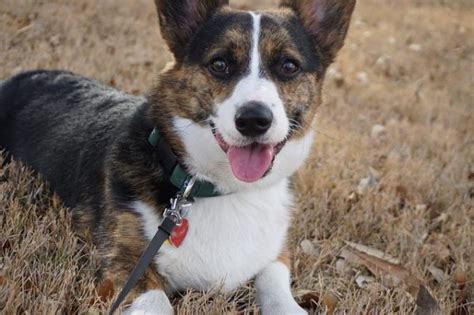 8 Reasons Why NOT to Get a Corgi (Don't Ignore These!) | Corgi Adoption