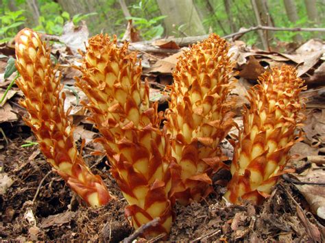 Conopholis americana - native non-photosynthentic parastic plant. http ...