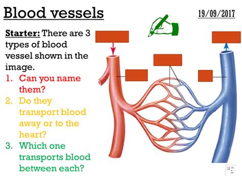 Blood vessels - complete lesson (GCSE 1-9) | Teaching Resources