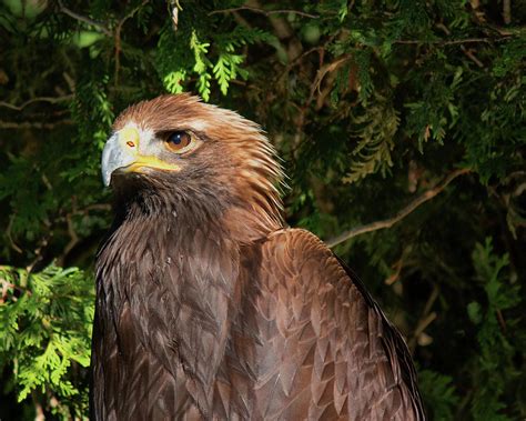 Golden Eagle Close Up Photograph by CJ Park - Fine Art America