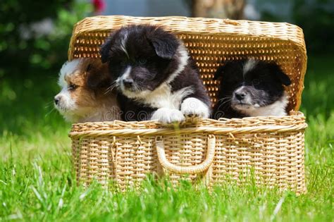 Cute Elo puppies in a case stock photo. Image of lawn - 31515062