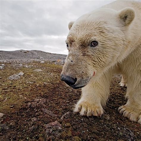 Polar bear hunting method | Interesting facts about polar bear you should know