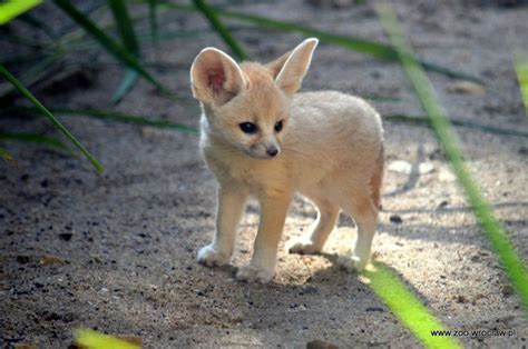 ㆁInformación y datos curiosos sobre el Fennec Fox | • World Variety • Amino