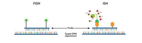 In Situ Hybridization Ish And Fluorescence In Situ