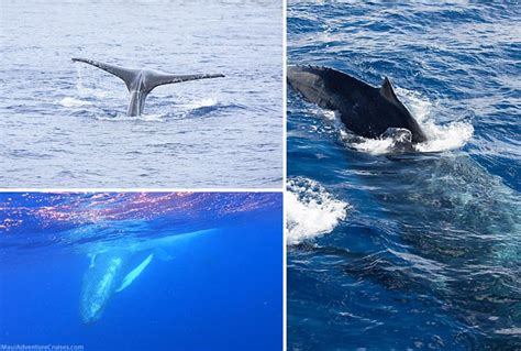 Why Lahaina Is The Best Place For Whale Watching In Hawaii