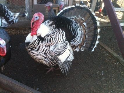 Narragansett Turkey - Tanglewood Farm Miniatures