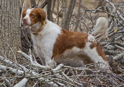 Brittany Dog Breed [A Complete Sporty dog with a golden heart] - Dog ...