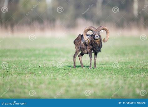 Male Mouflon with Big Horns Standing in Meadow. Stock Photo - Image of ...