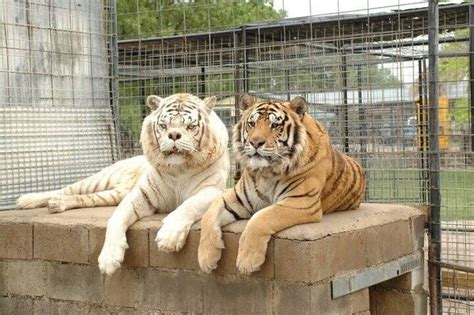 The sad story of the White Tiger, which was attributed to Down syndrome - PassionateReads.com