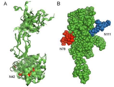 Structural Biology of Glycoproteins | IntechOpen