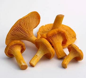 Fresh Chanterelle Mushrooms