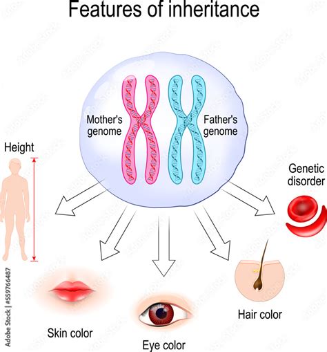 Features of inheritance. chromosome theory of inheritance Stock Vector ...