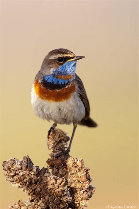 Bird of 2012 in Russia by Tatyana Zarubo on 500px Bluethroat Luscinia svecica Blaukehlchen Варакушка