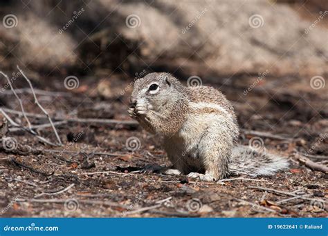 African ground squirrel stock image. Image of stripes - 19622641