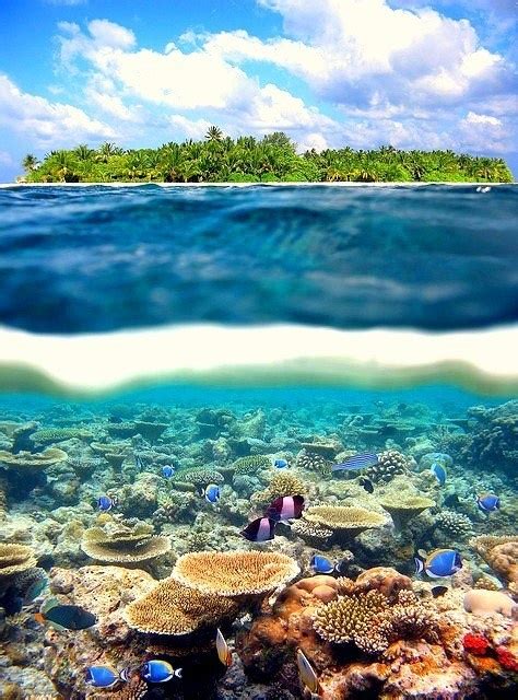 Maldive Reef, Maldive Islands | A1 Pictures