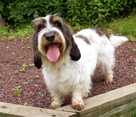 basset griffon petit – griffon petite taille – Bollbing