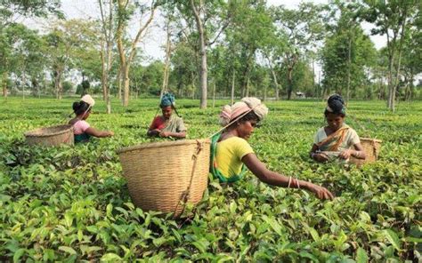 Life Of Assam Tea Garden