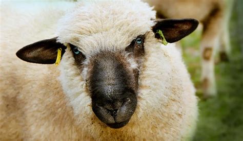 5 Miniature Sheep Breeds - Homestead Geek