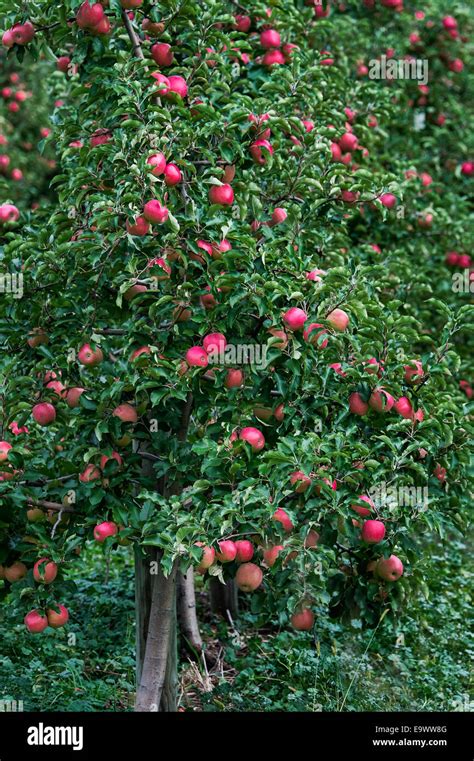 Apple orchard, Lancaster, Pennsylvania, USA Stock Photo - Alamy