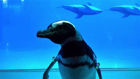 The Penguins At Shedd Aquarium Are Taking Field Trips To Visit The Other Animals And It's Too Cute!