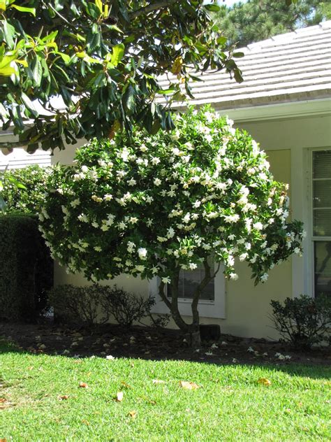 poppyspace: Val's Gardenia Tree