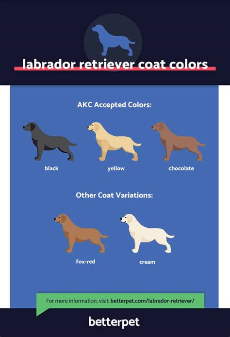 Labrador Retriever All Colors